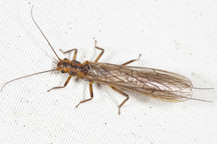 Perlinella drymo