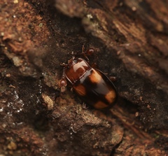 Pseudindalmus malaccanus