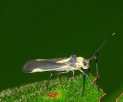 Teleonemia tricolor