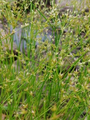 Juncus diffusissimus