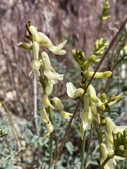Astragalus curvicarpus