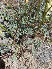 Astragalus curvicarpus