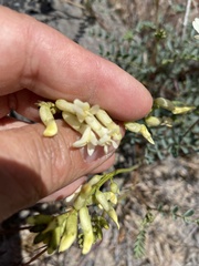 Astragalus curvicarpus