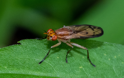Tetanocera plebeja