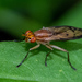 Tetanocera plebeja - Photo (c) Chelsea Gottfried, some rights reserved (CC BY-NC), uploaded by Chelsea Gottfried