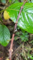 Elytromena flammigera