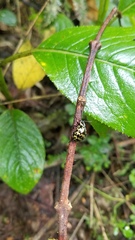 Elytromena flammigera