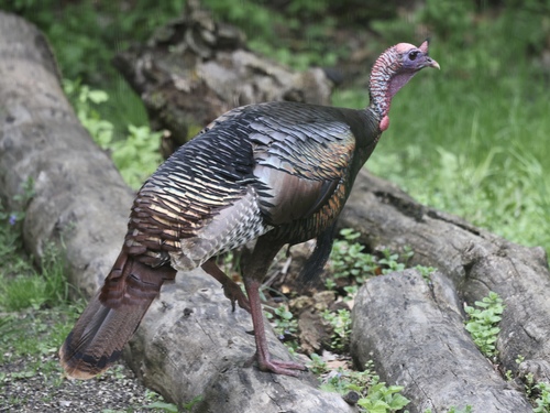 Wild Turkey photographed in Michigan