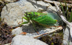 Kikihia horologium
