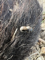 Dermestes marmoratus