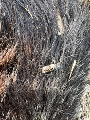 Dermestes marmoratus