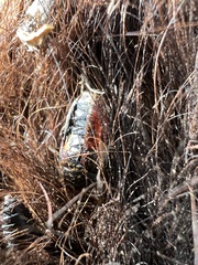 Dermestes marmoratus