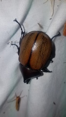 Mitracephala humboldti