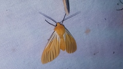 Pseudischnocampa