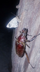 Sphaenognathus feisthamelii