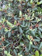Rhododendron minus