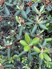 Rhododendron minus