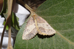 Euangerona valdiviae