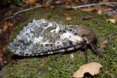 Andeabatis chilensis