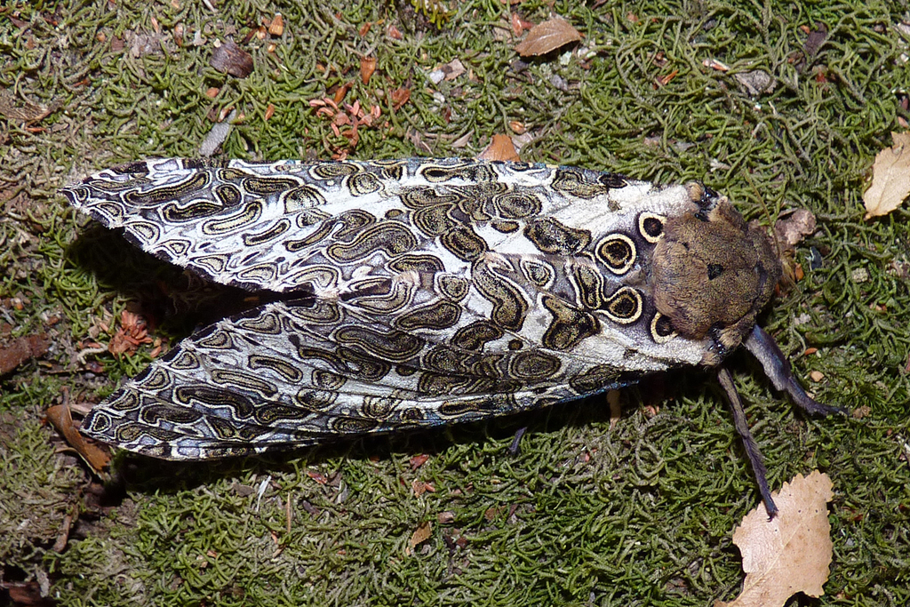 Andeabatis chilensis
