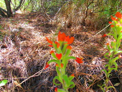 Castilleja scorzonerifolia