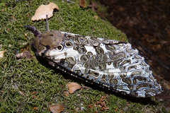 Andeabatis chilensis