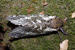 Andeabatis chilensis