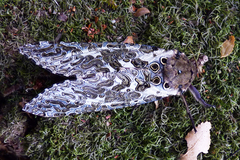 Andeabatis chilensis