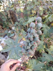 Ricinus communis