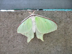 Actias aliena aliena