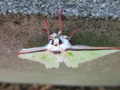 Actias aliena aliena