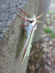 Actias aliena aliena
