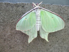 Actias aliena aliena