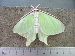 Actias aliena aliena