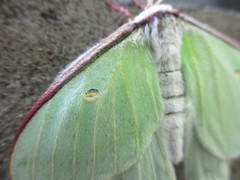 Actias aliena aliena