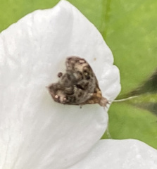 Tebenna gnaphaliella