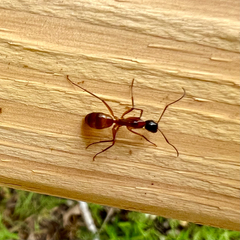 Camponotus americanus