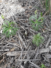 Aconitum barbatum