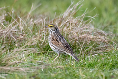 Passerculus sandwichensis savanna