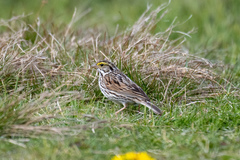 Passerculus sandwichensis savanna