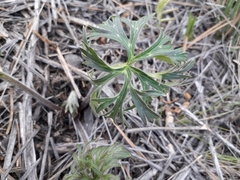 Aconitum barbatum