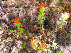 Castilleja scorzonerifolia