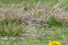 Passerculus sandwichensis savanna