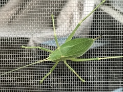 Paracyrtophyllus robustus