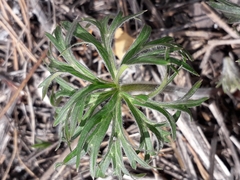 Aconitum barbatum