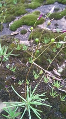 Phemeranthus parviflorus