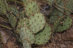 Opuntia chisosensis