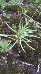 Phemeranthus parviflorus