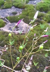 Phemeranthus parviflorus