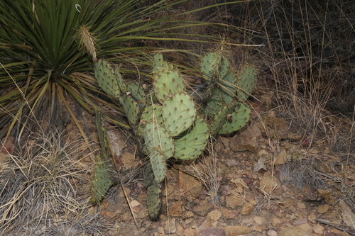 Image of Opuntia chisosensis by (c) Reid Hardin, some rights reserved (CC BY)
